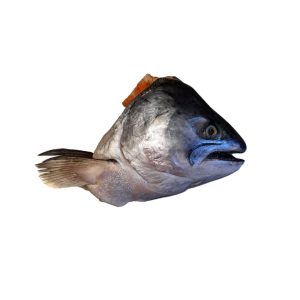 salmon head